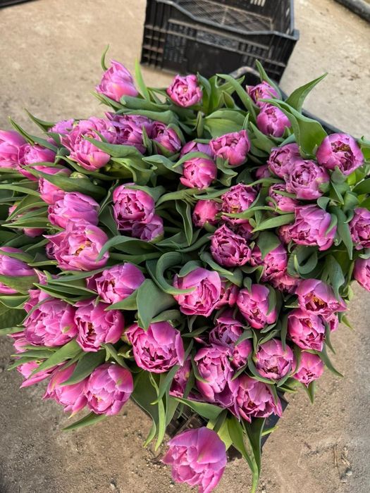 Продам тюльпаны оптом