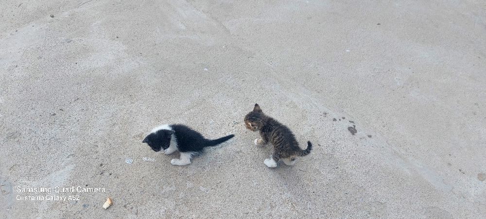 кошки котёнок марғау