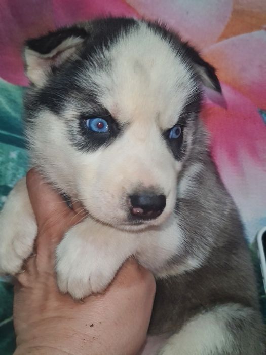 Продам щенков сибирской хаски.