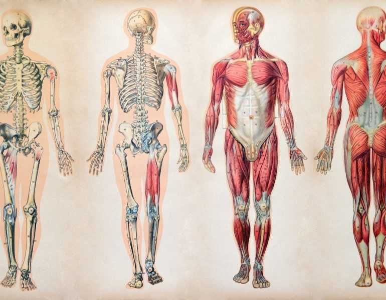 Meditatii Biologie (ANATOMIE) - BAC XI - XII