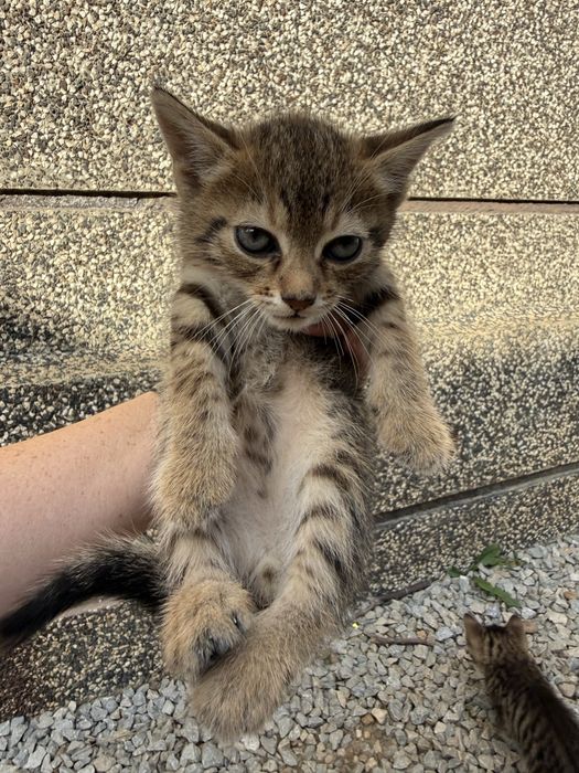 Подаряват се котета