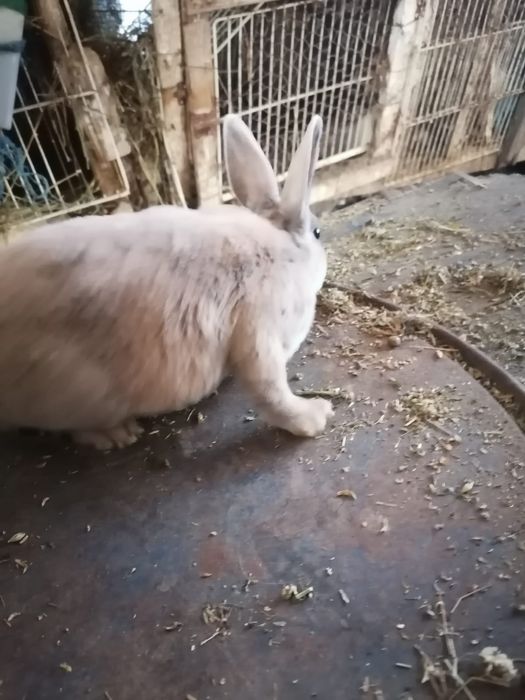 Pereche Rex japonez pitic