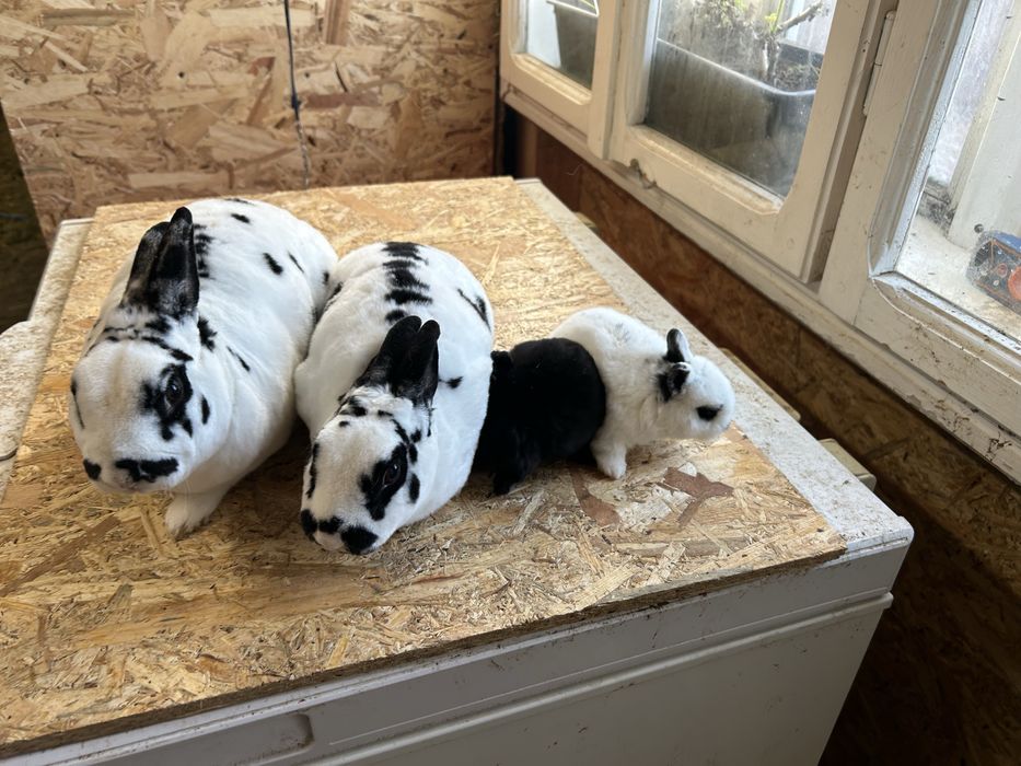 Iepuri Rex pitic perechi