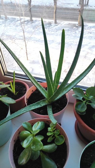 Продам алое вера