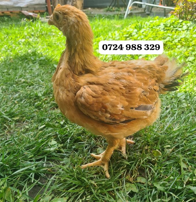 Vindem pui mixti și puicute de oua