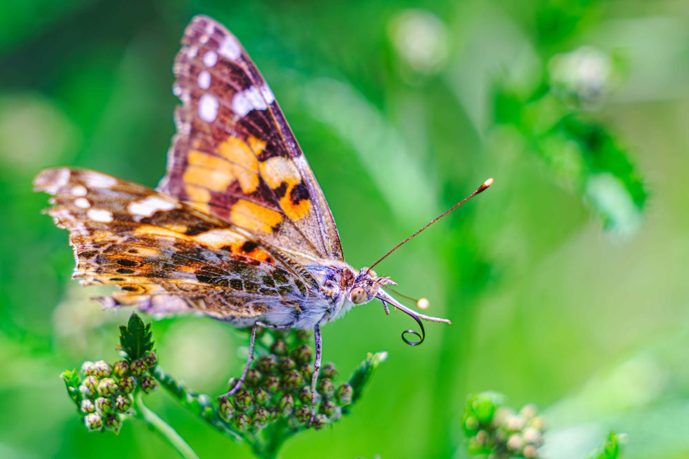 Объектив Carl Zeiss Jena Triotar