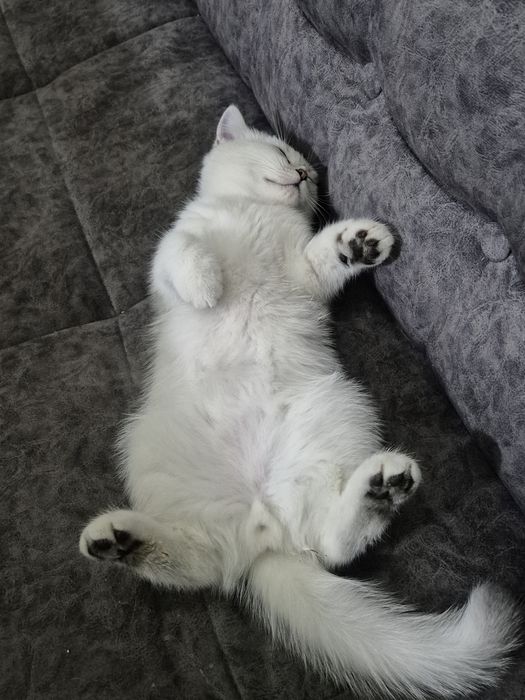 Scottish stright мужичок :)