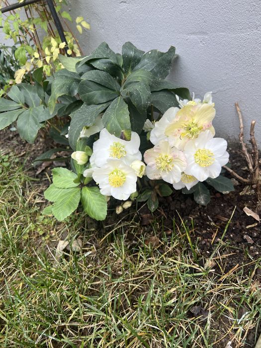 Trandafirul de craciun( Spanz)