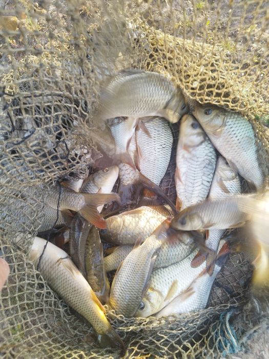 Балик сотилади  сазан Талсталоб амур