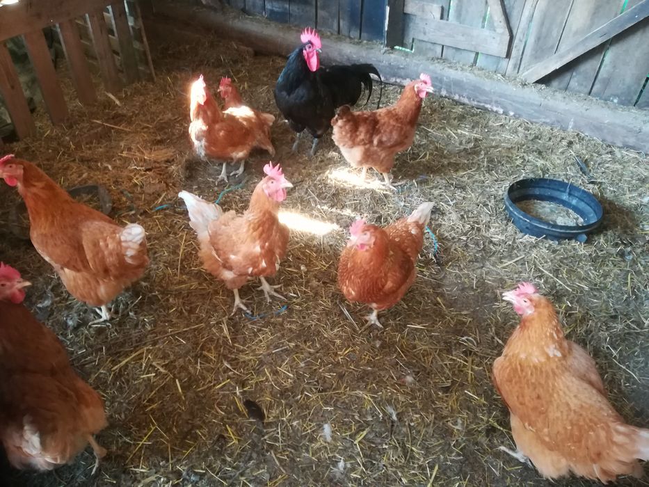 Vand 8 gaini de  Casă  și  un Cocos