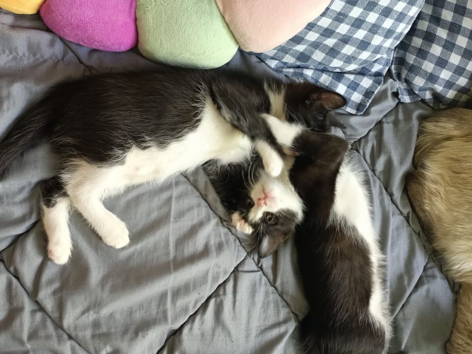 Отдам котят бесплатно