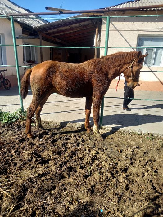 Кунан сатылады 2.5 жасар