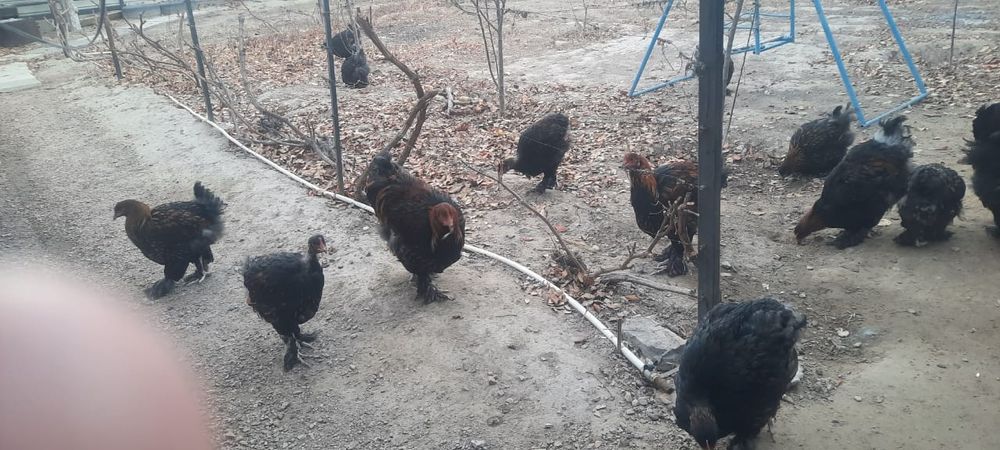 Петух Кохинхин золотоцы