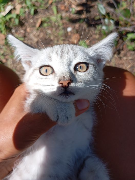 Котёнок ищет дом породистый