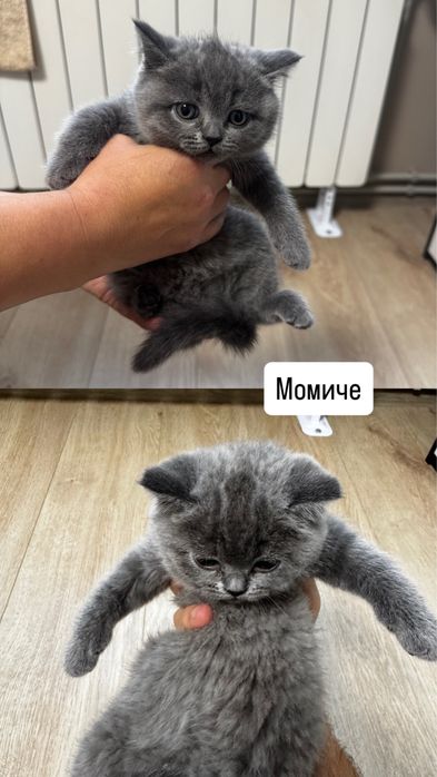 Британски котки от баща Европейски Шампион