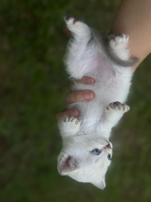 Продаю котят шотландцев