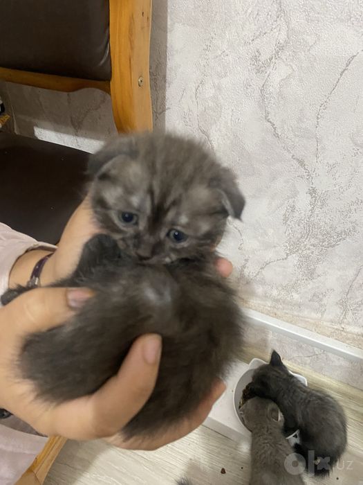 Котёнок британский