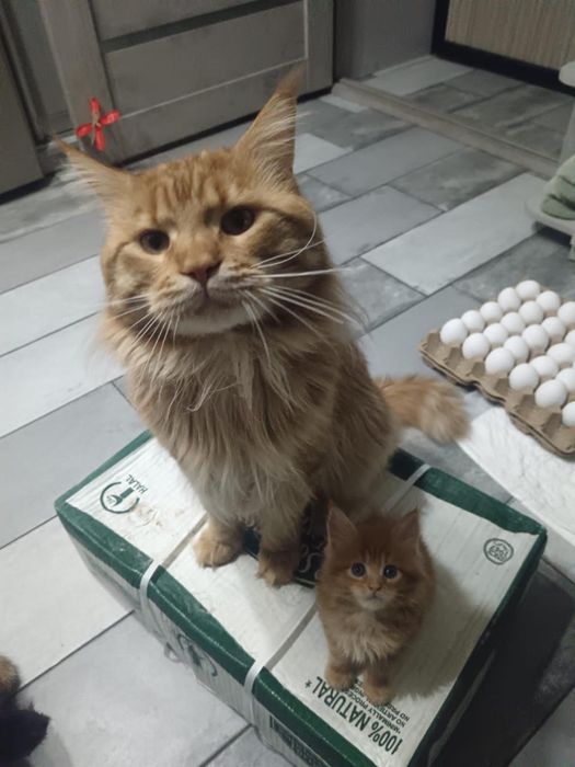 Продам котёнка мейкун