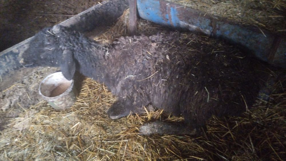 Қой, саулық, кәрі емес