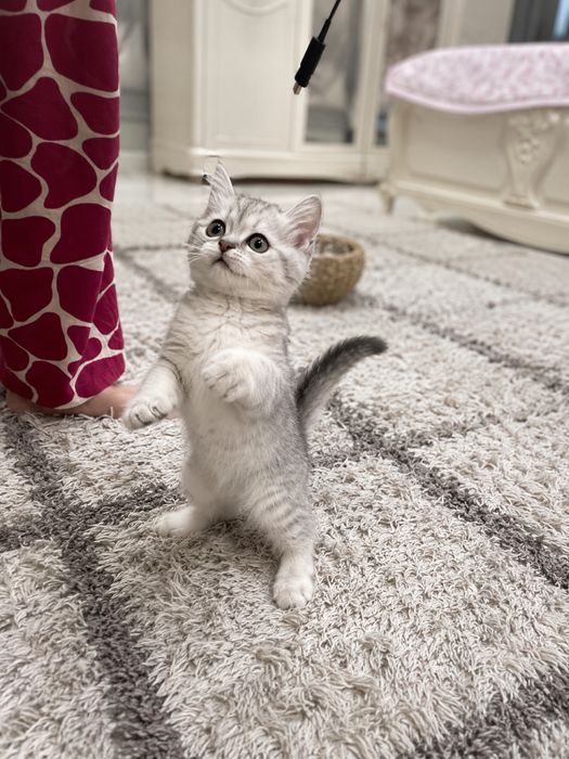 Продаётся котёнок