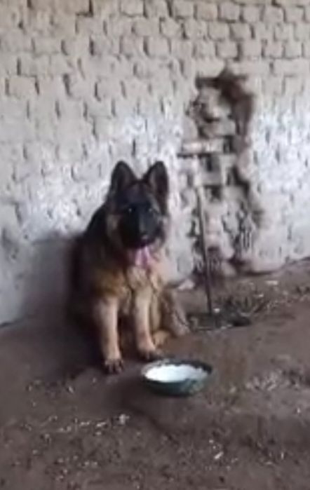 8 ойлиқ урғочи дилини шерс немецкий овчарка кучук сотилади