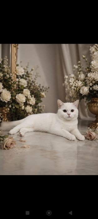 Британская кошка