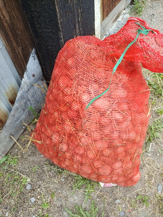 Продам семенную картошку