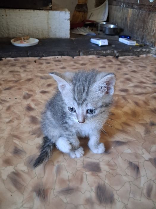 Отдал котят в добрые руки