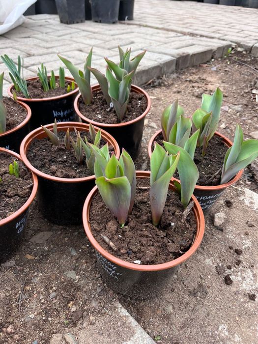 Тюльпаны нарциссы