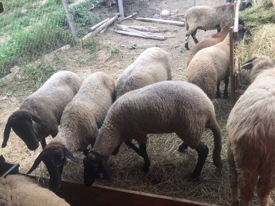 Oi și miei de vanzare