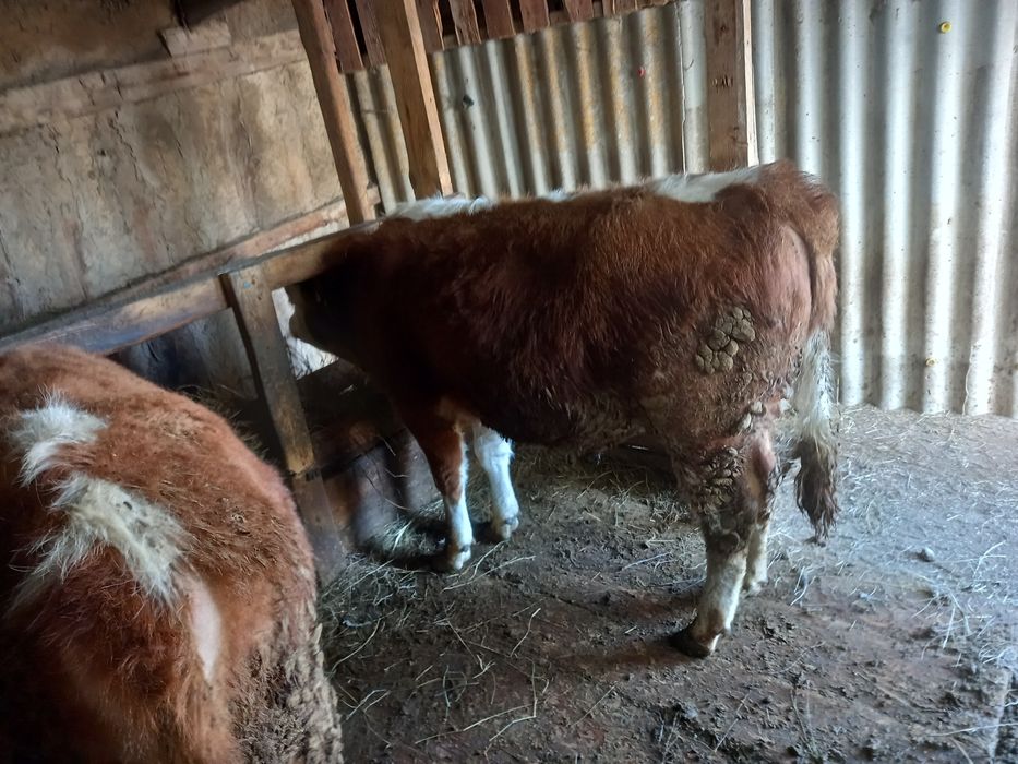 Продам бычков  годовалые