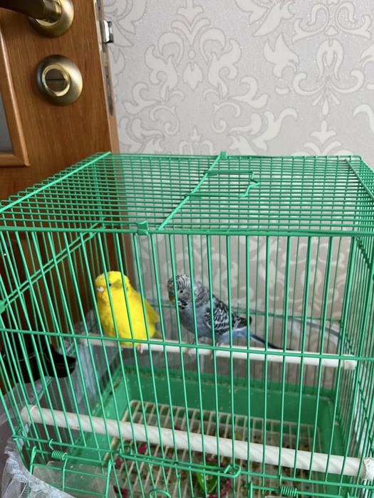 Два попугая молодые