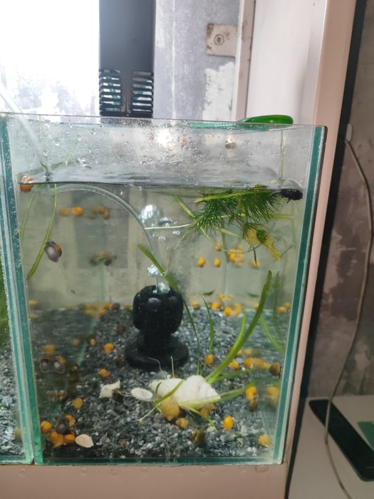 Аквариумы  разные