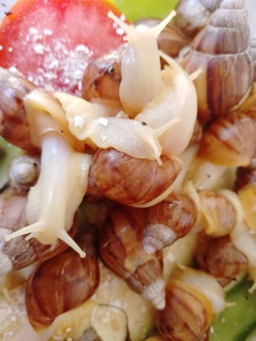 Улитка хатина от 3 см до 8 см