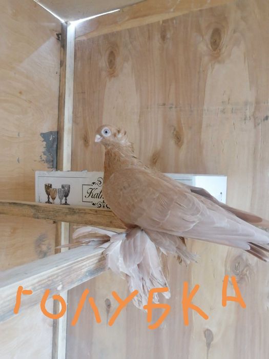 Голуби продаются