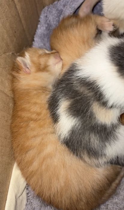 Ищем котятам дом