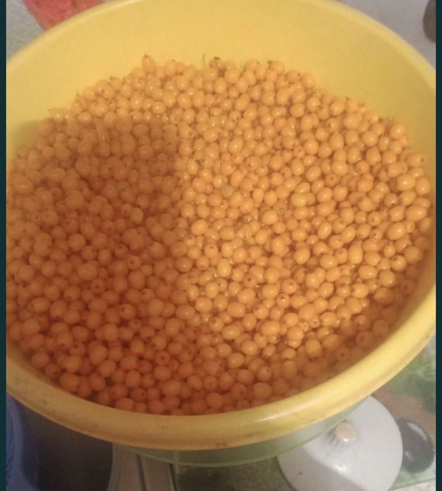 Облепиха Облепиха