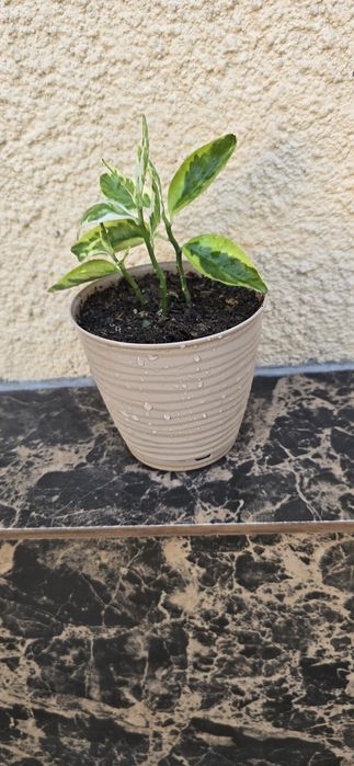 Комнатное растение