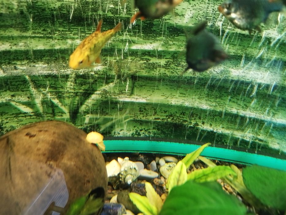 Анцитрус залотистый