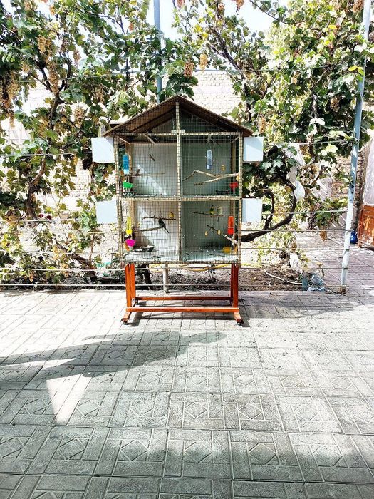 Papugaylar uchun ajoyib uy