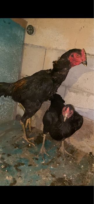 Продам петуха дакан