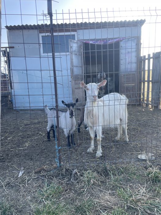 Capră Saanen cu 2 ieduțe gemene si una la prima fatare – rasă de lapte