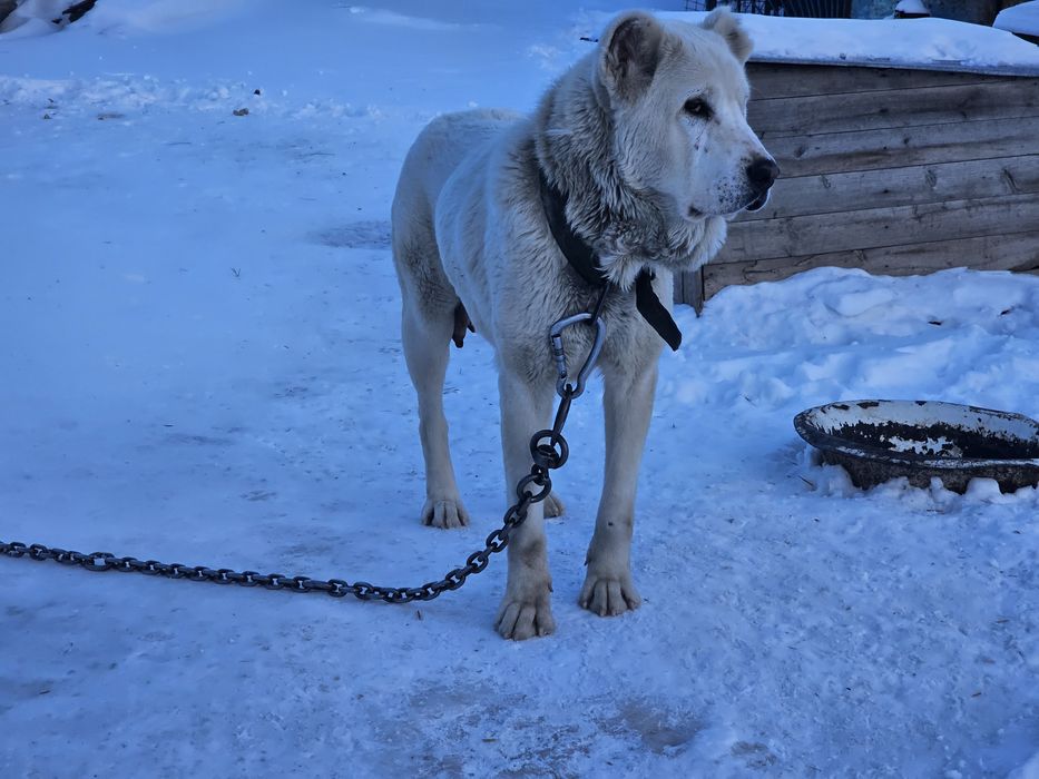 САО Породная сука