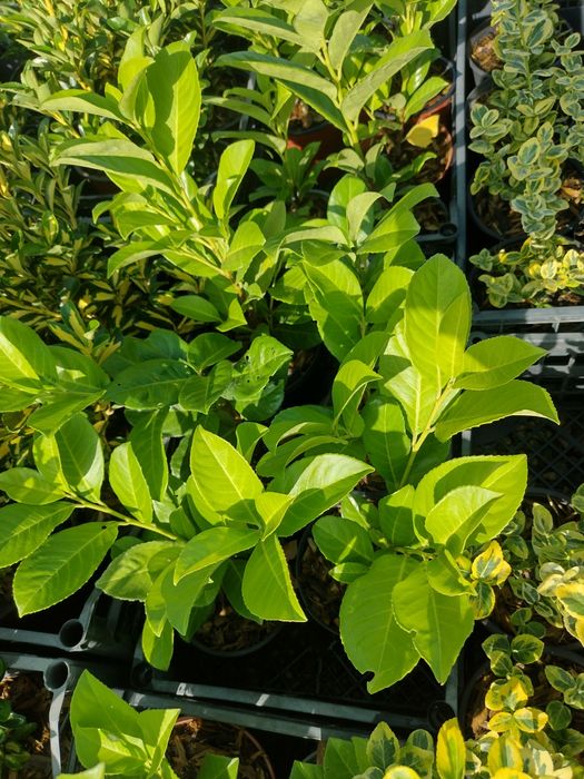 Producator vand diferite plante ornamentale