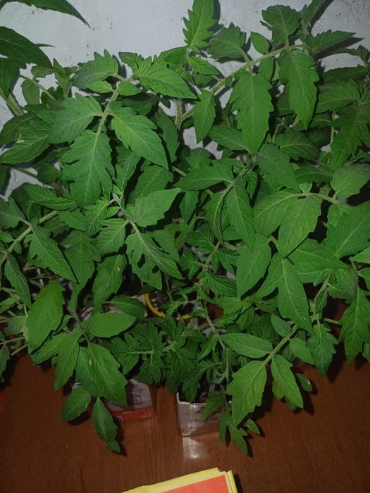 Продаю рассаду в стаканчиках