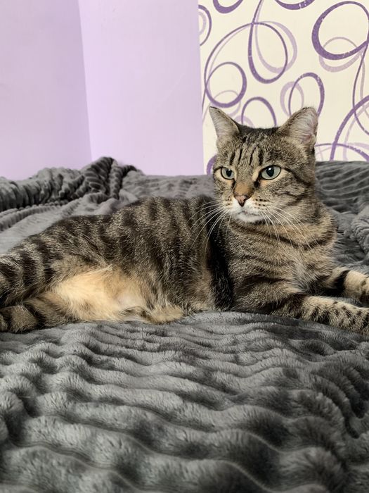 Кошка ищет семью