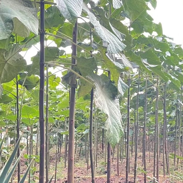 Саженцы павлония