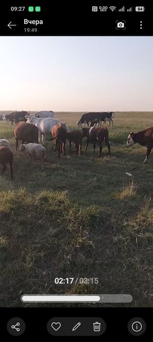 продам КРС 41 голов