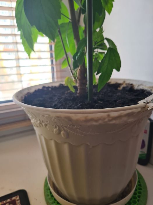 Комнатная Китайская роза