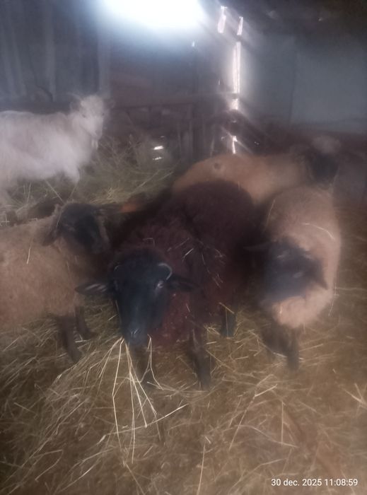 Miei și iezi de vanzare